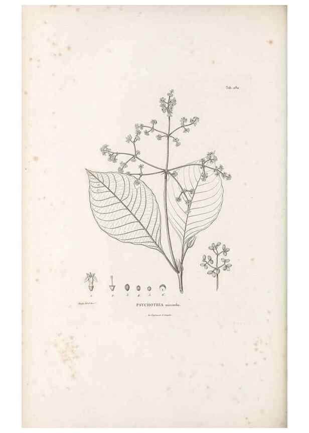 Reproducción/Reproduction 49521042528: Nova genera et species plantarum :. Antverpiae :Ex officina Christophori Plantini ...,1576.. 