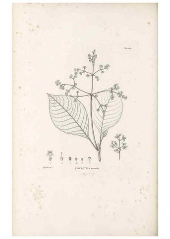 Reproducción/Reproduction 49521042528: Nova genera et species plantarum :. Antverpiae :Ex officina Christophori Plantini ...,1576.. 