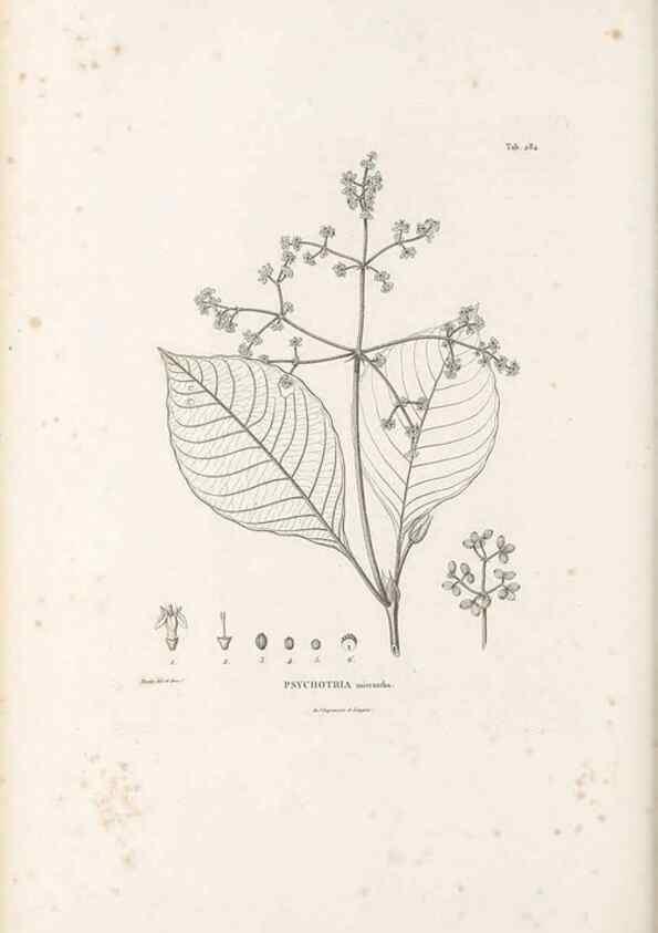 Reproducción/Reproduction 49521042528: Nova genera et species plantarum :. Antverpiae :Ex officina Christophori Plantini ...,1576.. 