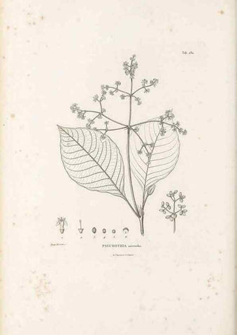 Reproducción/Reproduction 49521042528: Nova genera et species plantarum :. Antverpiae :Ex officina Christophori Plantini ...,1576.. 