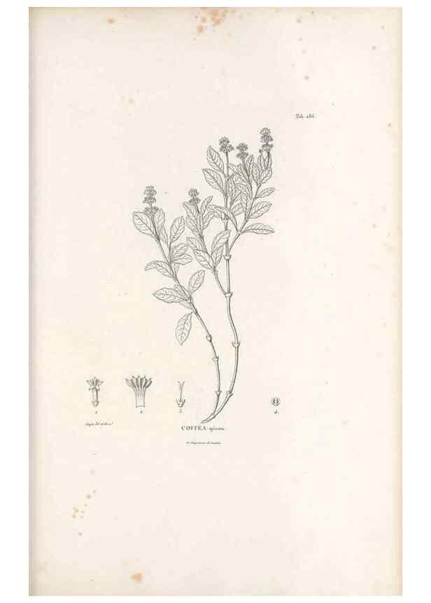 Reproducción/Reproduction 49521042913: Nova genera et species plantarum :. Antverpiae :Ex officina Christophori Plantini ...,1576.. 