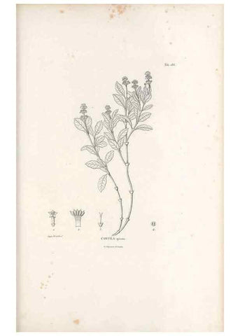 Reproducción/Reproduction 49521042913: Nova genera et species plantarum :. Antverpiae :Ex officina Christophori Plantini ...,1576.. 