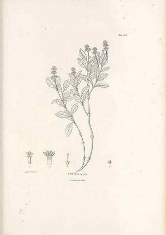 Reproducción/Reproduction 49521042913: Nova genera et species plantarum :. Antverpiae :Ex officina Christophori Plantini ...,1576.. 