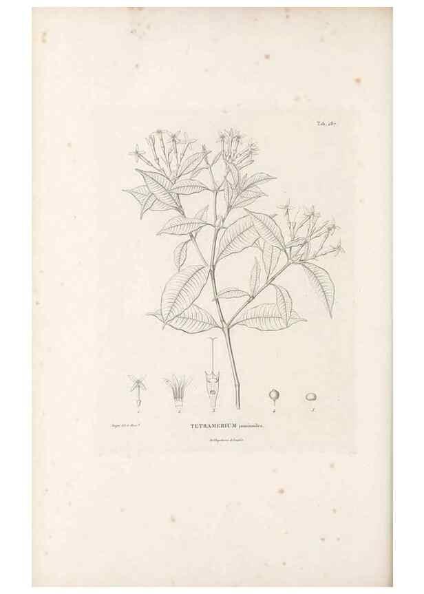 Reproducción/Reproduction 49521043173: Nova genera et species plantarum :. Antverpiae :Ex officina Christophori Plantini ...,1576.. 