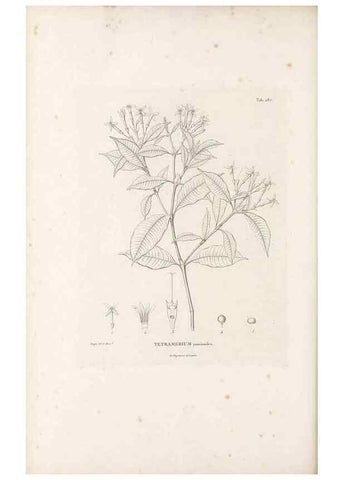 Reproducción/Reproduction 49521043173: Nova genera et species plantarum :. Antverpiae :Ex officina Christophori Plantini ...,1576.. 