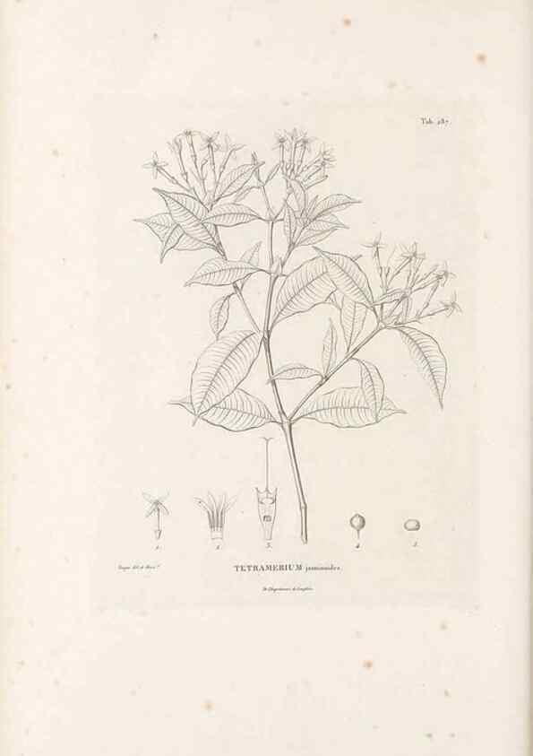 Reproducción/Reproduction 49521043173: Nova genera et species plantarum :. Antverpiae :Ex officina Christophori Plantini ...,1576.. 