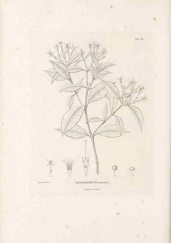 Reproducción/Reproduction 49521043173: Nova genera et species plantarum :. Antverpiae :Ex officina Christophori Plantini ...,1576.. 
