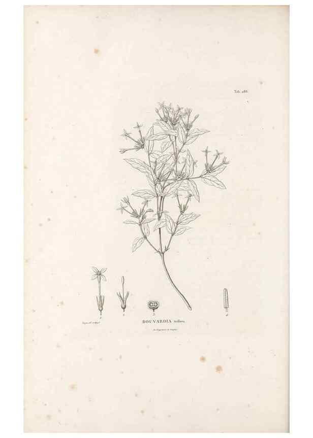Reproducción/Reproduction 49521778927: Nova genera et species plantarum :. Antverpiae :Ex officina Christophori Plantini ...,1576.. 