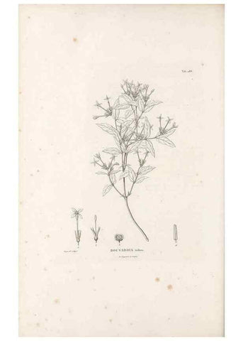 Reproducción/Reproduction 49521778927: Nova genera et species plantarum :. Antverpiae :Ex officina Christophori Plantini ...,1576.. 