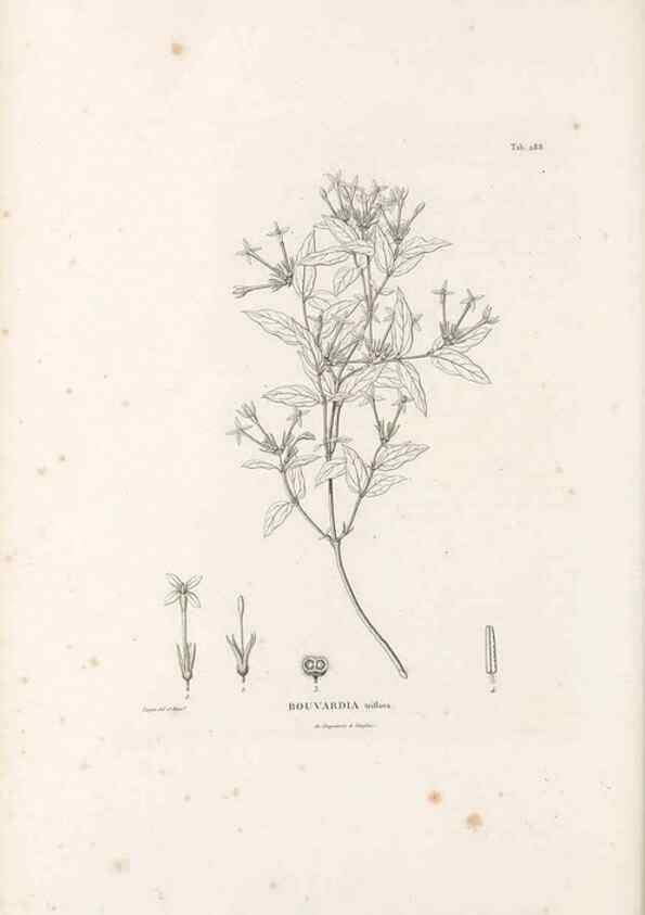 Reproducción/Reproduction 49521778927: Nova genera et species plantarum :. Antverpiae :Ex officina Christophori Plantini ...,1576.. 