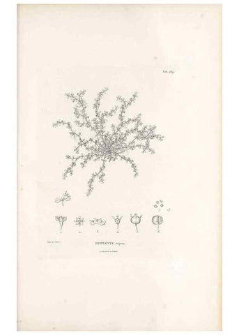Reproducción/Reproduction 49521043663: Nova genera et species plantarum :. Antverpiae :Ex officina Christophori Plantini ...,1576.. 
