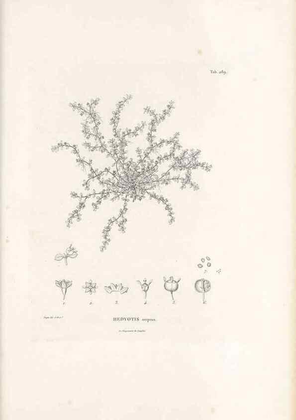 Reproducción/Reproduction 49521043663: Nova genera et species plantarum :. Antverpiae :Ex officina Christophori Plantini ...,1576.. 