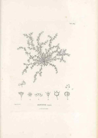 Reproducción/Reproduction 49521043663: Nova genera et species plantarum :. Antverpiae :Ex officina Christophori Plantini ...,1576.. 