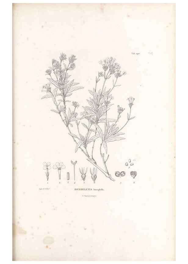 Reproducción/Reproduction 49521043883: Nova genera et species plantarum :. Antverpiae :Ex officina Christophori Plantini ...,1576.. 