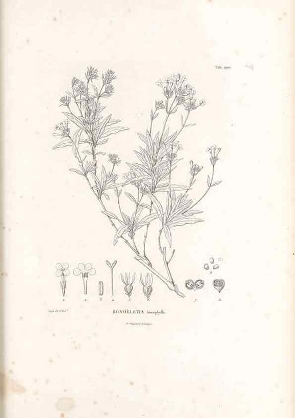 Reproducción/Reproduction 49521043883: Nova genera et species plantarum :. Antverpiae :Ex officina Christophori Plantini ...,1576.. 