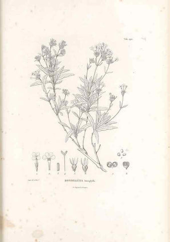 Reproducción/Reproduction 49521043883: Nova genera et species plantarum :. Antverpiae :Ex officina Christophori Plantini ...,1576.. 