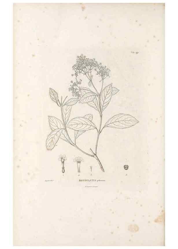 Reproducción/Reproduction 49521044183: Nova genera et species plantarum :. Antverpiae :Ex officina Christophori Plantini ...,1576.. 