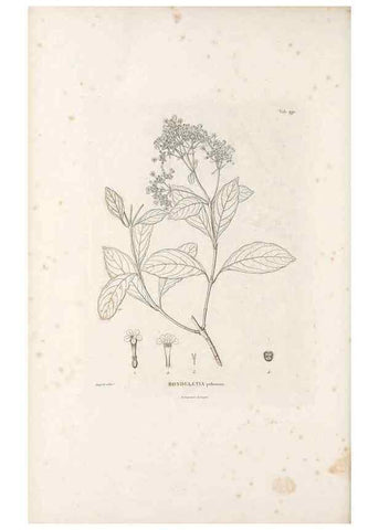Reproducción/Reproduction 49521044183: Nova genera et species plantarum :. Antverpiae :Ex officina Christophori Plantini ...,1576.. 