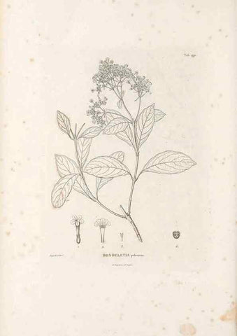 Reproducción/Reproduction 49521044183: Nova genera et species plantarum :. Antverpiae :Ex officina Christophori Plantini ...,1576.. 