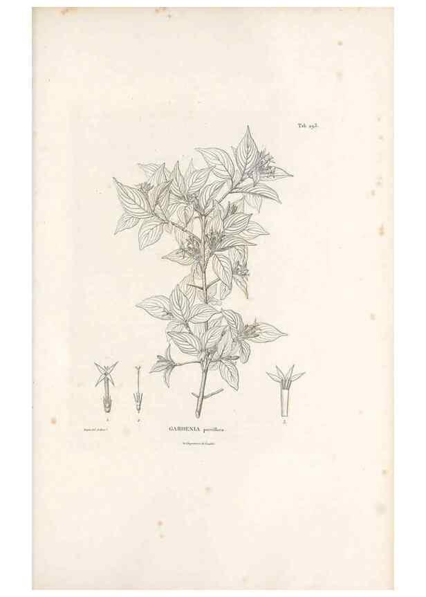 Reproducción/Reproduction 49521044543: Nova genera et species plantarum :. Antverpiae :Ex officina Christophori Plantini ...,1576.. 