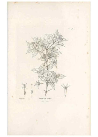 Reproducción/Reproduction 49521044543: Nova genera et species plantarum :. Antverpiae :Ex officina Christophori Plantini ...,1576.. 
