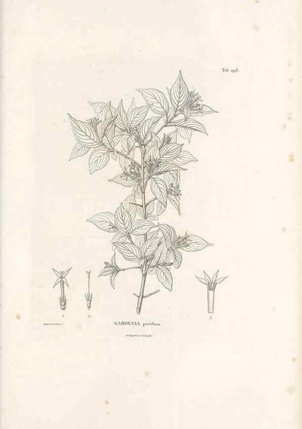 Reproducción/Reproduction 49521044543: Nova genera et species plantarum :. Antverpiae :Ex officina Christophori Plantini ...,1576.. 