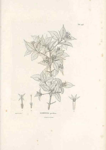 Reproducción/Reproduction 49521044543: Nova genera et species plantarum :. Antverpiae :Ex officina Christophori Plantini ...,1576.. 