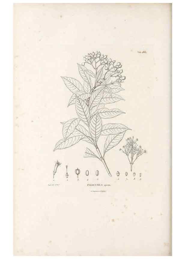 Reproducción/Reproduction 49521042718: Nova genera et species plantarum :. Antverpiae :Ex officina Christophori Plantini ...,1576.. 