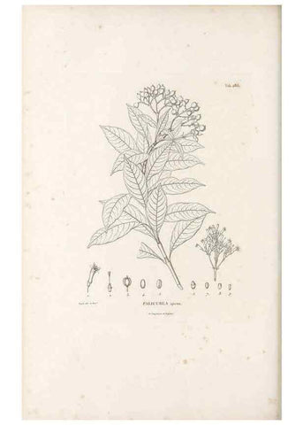 Reproducción/Reproduction 49521042718: Nova genera et species plantarum :. Antverpiae :Ex officina Christophori Plantini ...,1576.. 