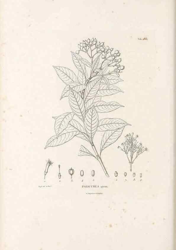 Reproducción/Reproduction 49521042718: Nova genera et species plantarum :. Antverpiae :Ex officina Christophori Plantini ...,1576.. 