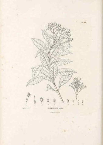 Reproducción/Reproduction 49521042718: Nova genera et species plantarum :. Antverpiae :Ex officina Christophori Plantini ...,1576.. 