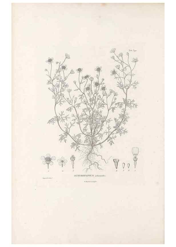 Reproducción/Reproduction 49521631166: Nova genera et species plantarum :. Antverpiae :Ex officina Christophori Plantini ...,1576.. 