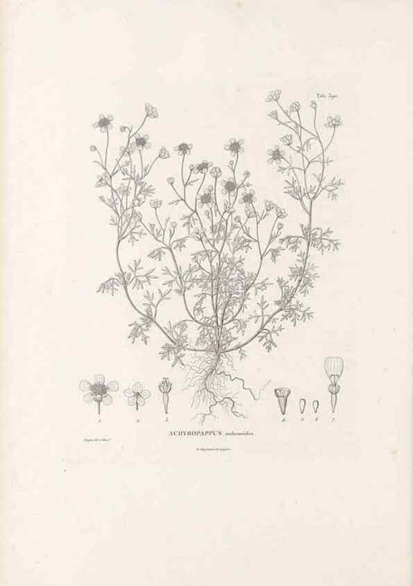 Reproducción/Reproduction 49521631166: Nova genera et species plantarum :. Antverpiae :Ex officina Christophori Plantini ...,1576.. 