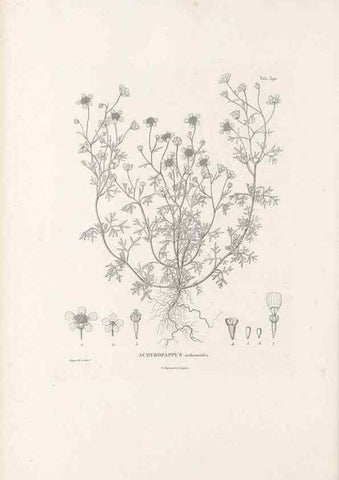 Reproducción/Reproduction 49521631166: Nova genera et species plantarum :. Antverpiae :Ex officina Christophori Plantini ...,1576.. 