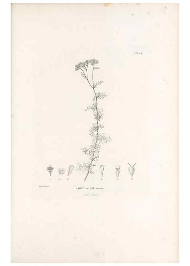 Reproducción/Reproduction 49521107438: Nova genera et species plantarum :. Antverpiae :Ex officina Christophori Plantini ...,1576.. 