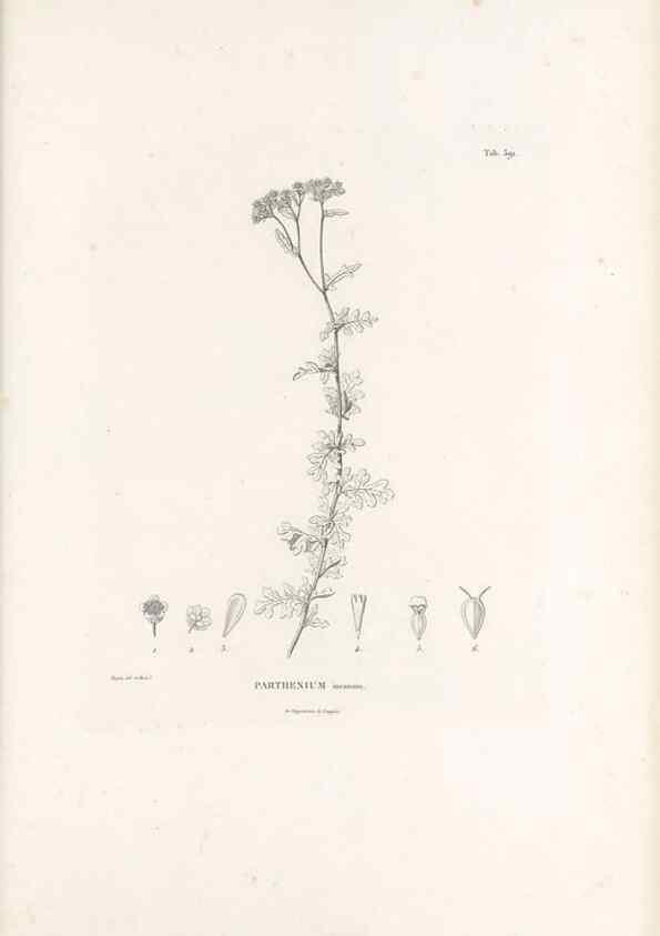 Reproducción/Reproduction 49521107438: Nova genera et species plantarum :. Antverpiae :Ex officina Christophori Plantini ...,1576.. 