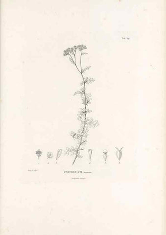 Reproducción/Reproduction 49521107438: Nova genera et species plantarum :. Antverpiae :Ex officina Christophori Plantini ...,1576.. 