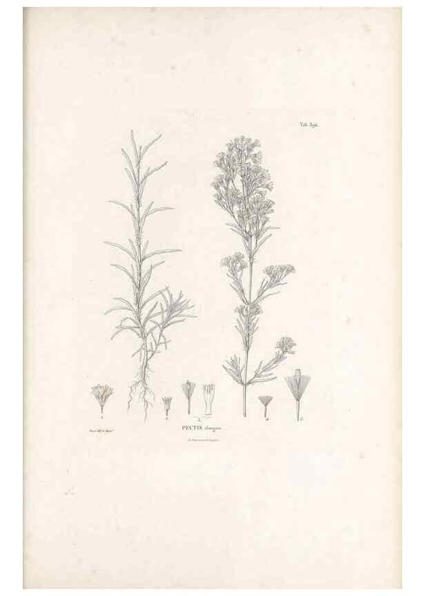 Reproducción/Reproduction 49521107673: Nova genera et species plantarum :. Antverpiae :Ex officina Christophori Plantini ...,1576.. 
