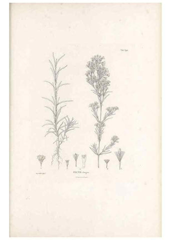 Reproducción/Reproduction 49521107673: Nova genera et species plantarum :. Antverpiae :Ex officina Christophori Plantini ...,1576.. 