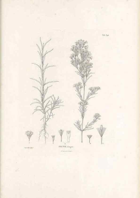 Reproducción/Reproduction 49521107673: Nova genera et species plantarum :. Antverpiae :Ex officina Christophori Plantini ...,1576.. 