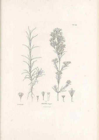 Reproducción/Reproduction 49521107673: Nova genera et species plantarum :. Antverpiae :Ex officina Christophori Plantini ...,1576.. 