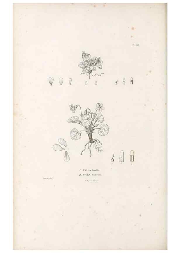 Reproducción/Reproduction 49521714376: Nova genera et species plantarum :. Antverpiae :Ex officina Christophori Plantini ...,1576.. 