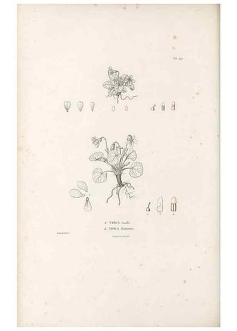 Reproducción/Reproduction 49521714376: Nova genera et species plantarum :. Antverpiae :Ex officina Christophori Plantini ...,1576.. 