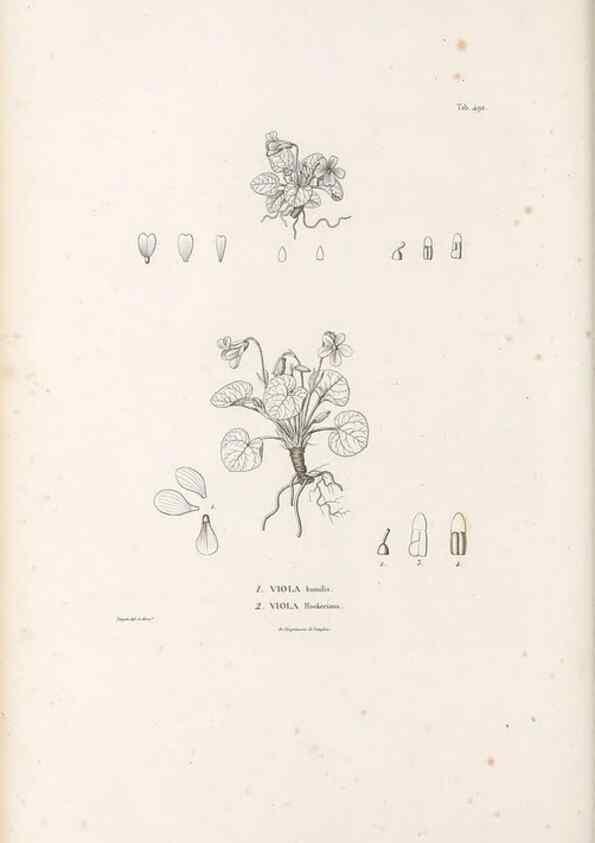 Reproducción/Reproduction 49521714376: Nova genera et species plantarum :. Antverpiae :Ex officina Christophori Plantini ...,1576.. 