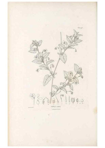 Reproducción/Reproduction 49521190623: Nova genera et species plantarum :. Antverpiae :Ex officina Christophori Plantini ...,1576.. 