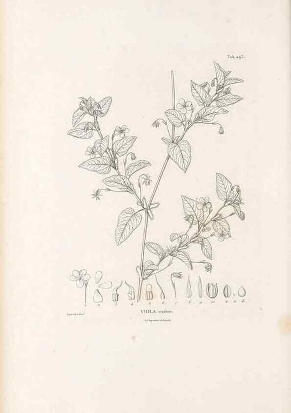 Reproducción/Reproduction 49521190623: Nova genera et species plantarum :. Antverpiae :Ex officina Christophori Plantini ...,1576.. 