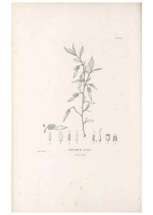 Reproducción/Reproduction 49521714946: Nova genera et species plantarum :. Antverpiae :Ex officina Christophori Plantini ...,1576.. 