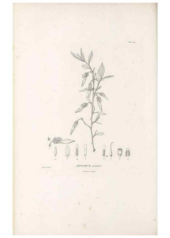 Reproducción/Reproduction 49521714946: Nova genera et species plantarum :. Antverpiae :Ex officina Christophori Plantini ...,1576.. 