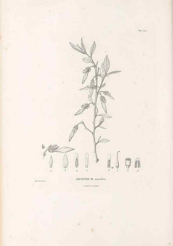 Reproducción/Reproduction 49521714946: Nova genera et species plantarum :. Antverpiae :Ex officina Christophori Plantini ...,1576.. 