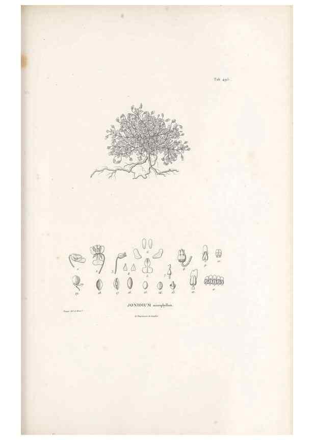 Reproducción/Reproduction 49521715256: Nova genera et species plantarum :. Antverpiae :Ex officina Christophori Plantini ...,1576.. 